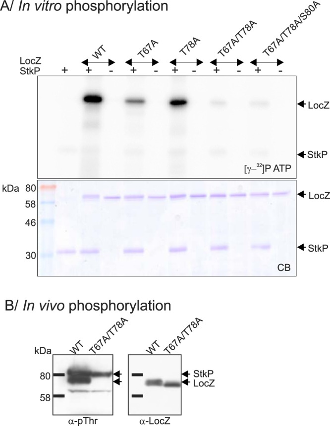 FIG 7 