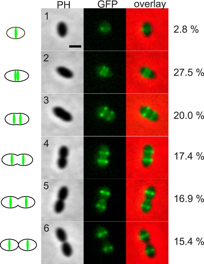 FIG 4 