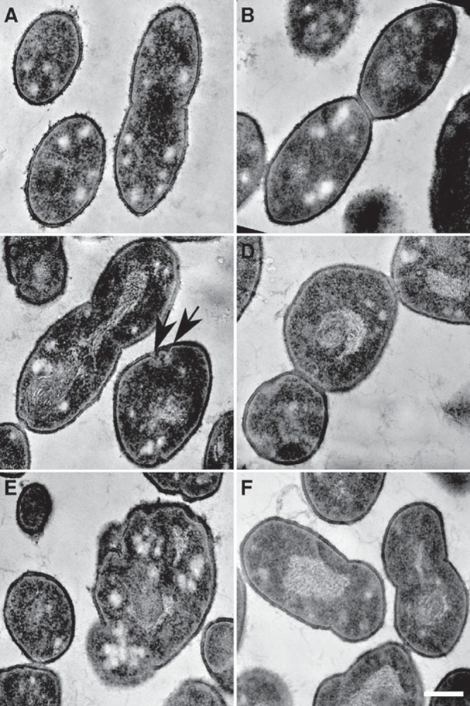 FIG 3 