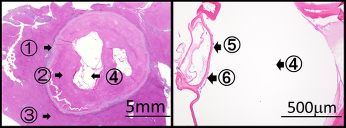 Figure 5