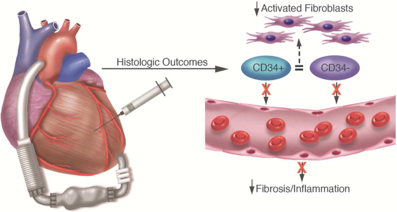 CENTRAL ILLUSTRATION Cell Therapy in the Human Heart