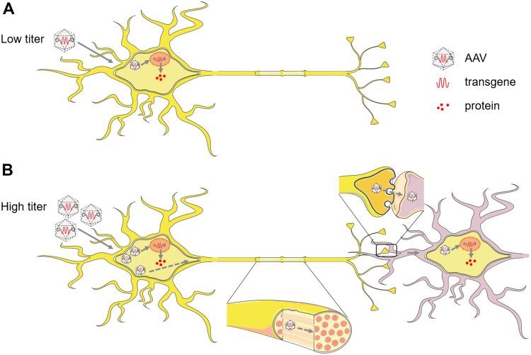 Fig. 1