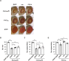 Figure 4—figure supplement 1.