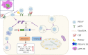 Image, graphical abstract