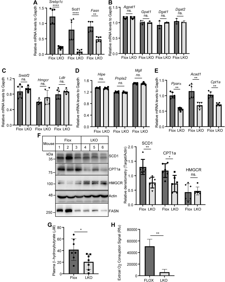 Fig. 6