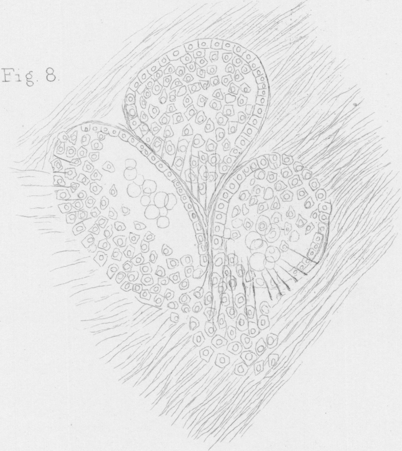 Fig. 8