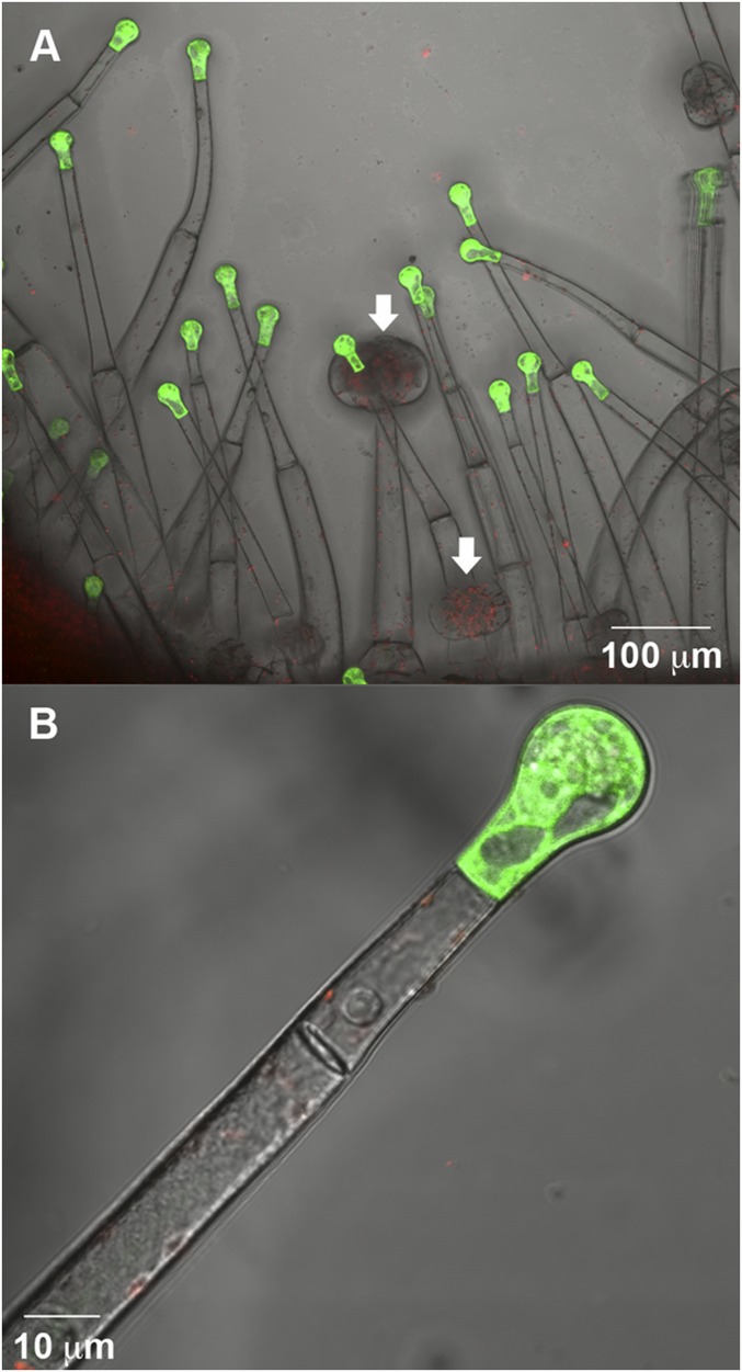 Fig. 4.