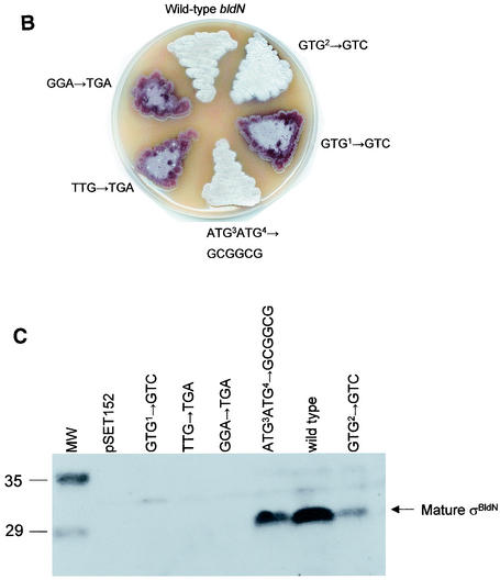 FIG. 5.