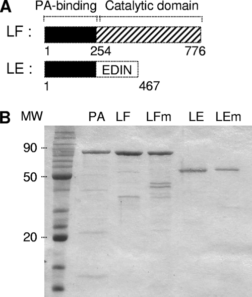 FIG. 1.