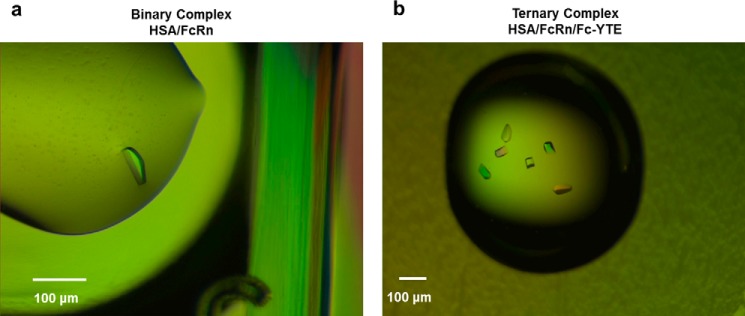 FIGURE 4.