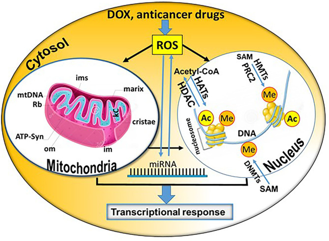 Graphical Abstract