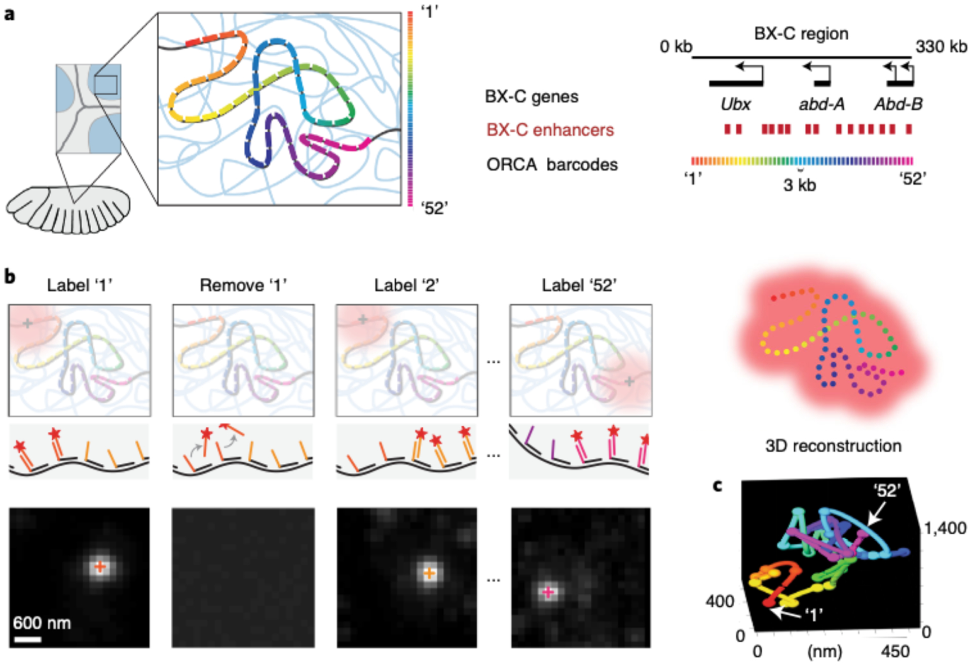 Tracing DNA paths and RNA profiles in cultured cells and tissues with ...