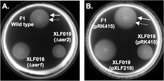 Fig 4