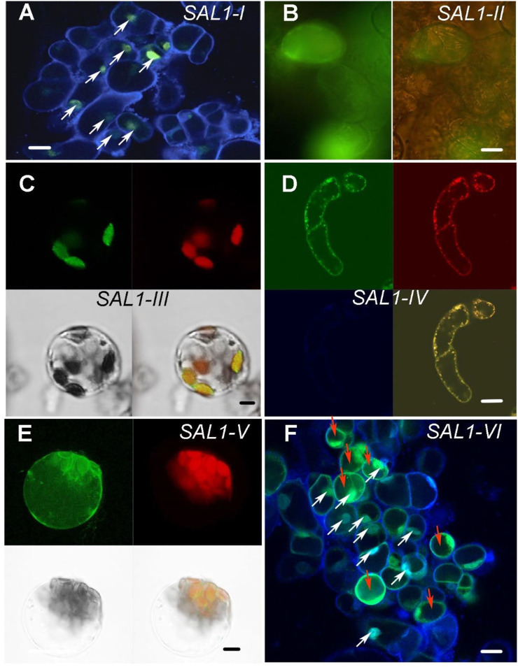 FIGURE 2