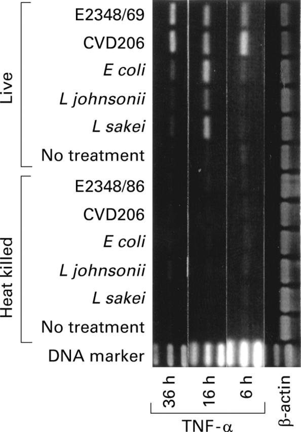 Figure 7  