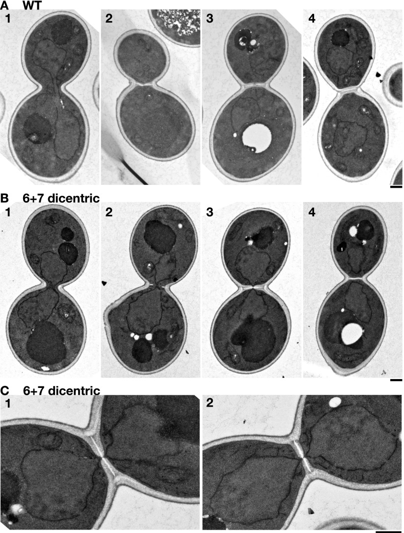 Figure 6.