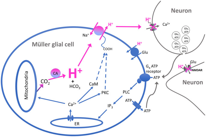 Figure 7