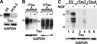 FIGURE 1.