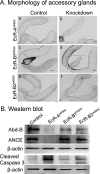 Fig 10