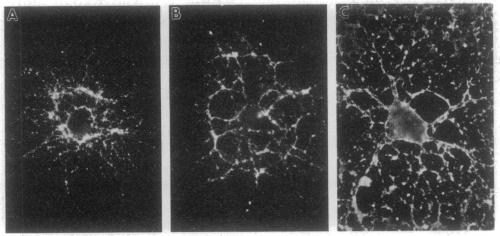 graphic file with name pnas01054-0193-a.jpg