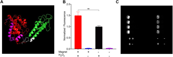 FIGURE 4