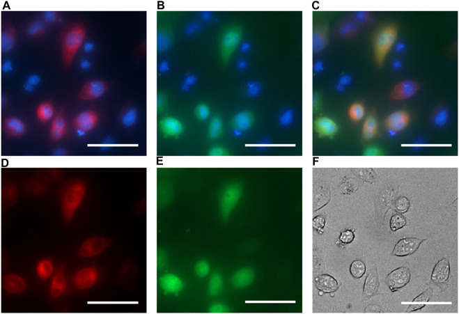 FIGURE 2