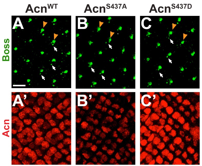 Figure 1—figure supplement 1.