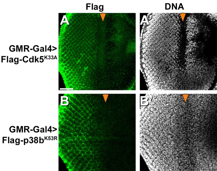 Figure 4—figure supplement 2.