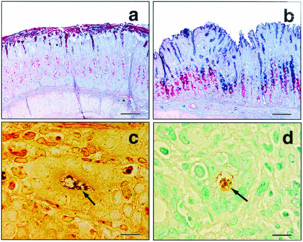 FIG. 5.