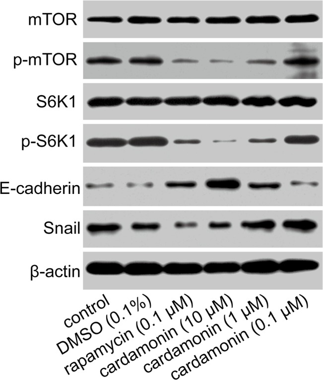 Fig 5