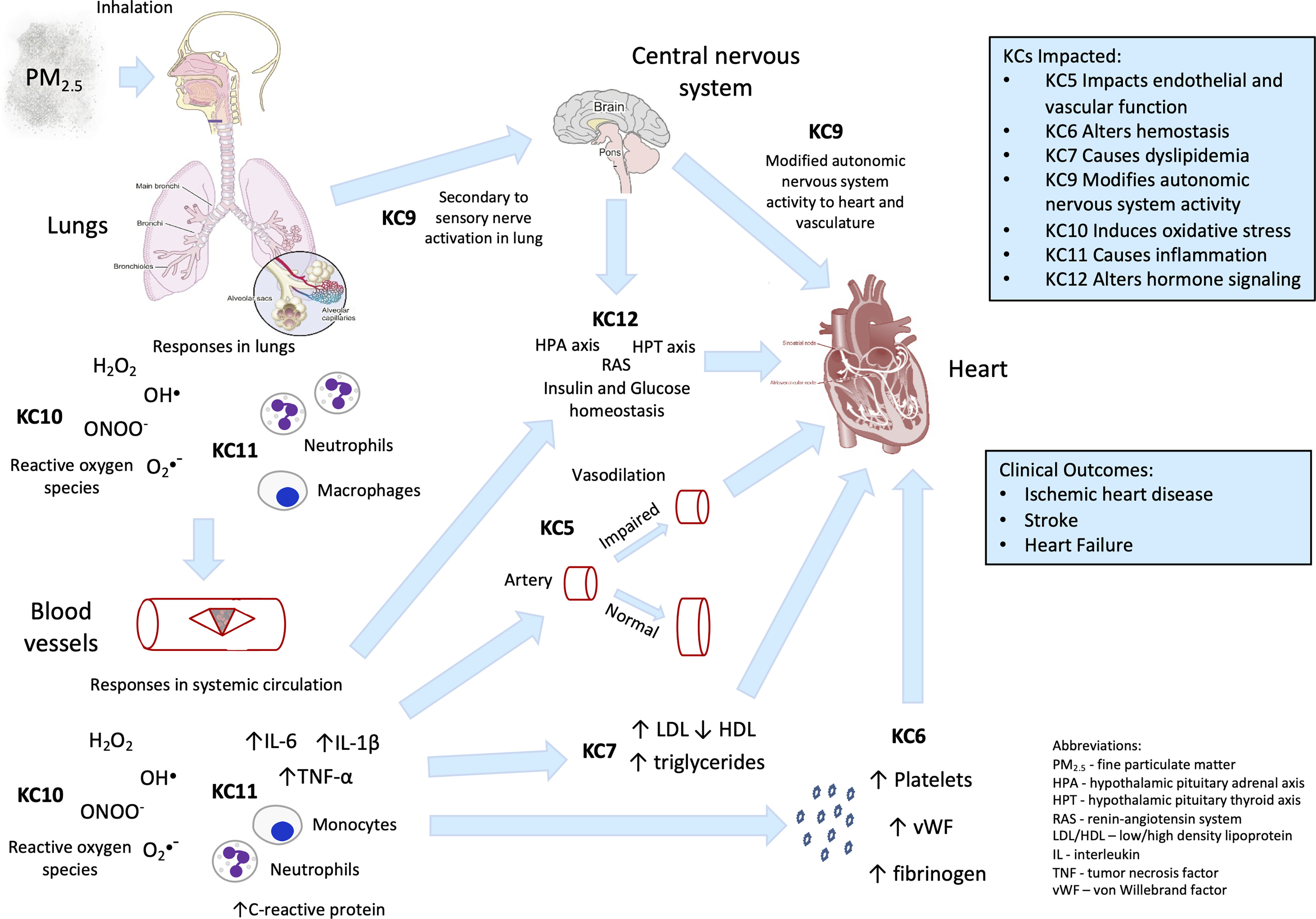 Figure 3 is a scientific illustration that has five steps. Step 1: Inhalation, fine particulate matter pointing toward the illustration of a human head and lungs. The lungs depict the main bronchi, bronchi, bronchioles, alveolar sacs, and alveolar capillaries. The response in the lungs depicts Hydrogen peroxide, Hydroxide, Peroxynitrite, reactive oxygen species, neutrophils, and macrophages, which induces oxidative stress and causes inflammation which leads to blood vessels. Step 2: Blood Vessels. The response in systemic circulation depicts Hydrogen peroxide, Hydroxide, Peroxynitrite, reactive oxygen species, interleukin-1 lowercase beta with an arrow pointing up, interleukin-6 with an arrow pointing up, tumor necrosis factor lowercase alpha with an arrow pointing up, and monocytes, neutrophils, C-reactive protein with an arrow pointing up, key characteristic 10 causes inflammation. Step 3: Inhalation leads to the Central nervous system with an icon of a brain with key characteristic 9 modifies autonomic nervous system activity to heart and vasculature, secondary to sensory nerve activation in the lung. Step 4: Blood Vessels and Central nervous system lead to key characteristic 12 alters hormone signaling, including hypothalamic pituitary adrenal axis, hypothalamic pituitary thyroid axis, renin-angiotensin system, and insulin and glucose homeostasis, vasodilation, where key characteristic 5 impacts endothelial and vascular function, impaired artery, normal artery, causes dyslipidemia, low-density lipoprotein with an arrow pointing up, high-density lipoprotein with an arrow pointing up, triglycerides with an arrow pointing up, and key characteristic 6 alters hemostasis, platelets with an arrow pointing up, von Willebrand factor with an arrow pointing up, and fibrinogen with an arrow pointing up. Step 5: Step 4 leads to modifies autonomic nervous system activity with an image of a heart, with modified autonomic nervous system activity to heart and vasculature. The following information is given: Clinical outcomes are ischemic heart disease, stroke, and heart failure.