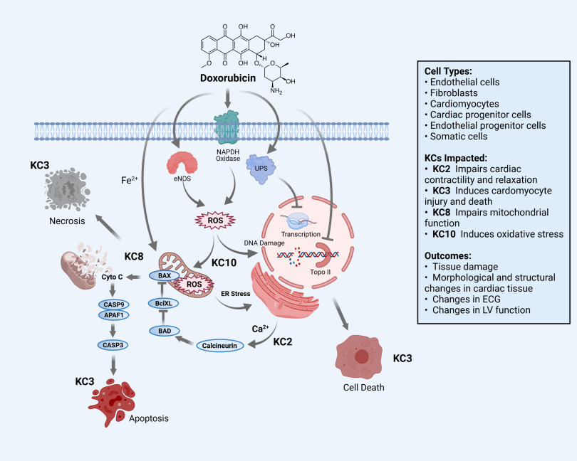 Figure 4 is a scientific illustration flowchart depicting key characteristics associated with doxorubicin cardiotoxicity having ten steps. Step 1: Doxorubicin with an icon of the chemical structure of doxorubicin leads to Nicotinamide adenine dinucleotide phosphate oxidase, Endothelial nitric oxide synthase 3, and Upright scutellars. Step 2: Nicotinamide adenine dinucleotide phosphate oxidase and Endothelial nitric oxide synthase 3 lead to Reactive oxygen species. Step 3: Upright scutellars leads to transcription, D N A damage, and Topoisomerase II. Step 4: Doxorubicin with Iron ion and impairs mitochondrial function leads to Reactive oxygen species, including Bcl-2-associated X (apoptosis regulator), Bcl2-like 1, and Bcl-2-associated agonist of cell death. Step 4: Reactive oxygen species with induces oxidative stress and Endoplasmic Reticulum Stress leads to transcription, D N A damage, and Topoisomerase 2. Step 5: Impairs mitochondrial function leads to Necrosis which induces cardiomyocyte injury and death. Step 6: Reactive oxygen species, including Bcl-2-associated X (apoptosis regulator), Bcl2-like 1, and Bcl-2-associated agonist of cell death leads to cytochrome complex, including Caspase 9, Apoptotic protease activating factor 1, Caspase 3. Step 7: Cytochrome complex, including Caspase 9, Apoptotic protease activating factor 1, Caspase 3 leads to Apoptosis which induces cardiomyocyte injury and death. Step 8: Transcription, D N A damage, and Topoisomerase 2 with calcium ions and impairs cardiac contractility and relaxation lead to calcineurin. Step 9: Calcineurin leads to Bcl-2-associated X (apoptosis regulator), Bcl2-like 1, and Bcl-2-associated agonist of cell death. Step 10: Transcription, D N A damage, and Topoisomerase 2 lead to induces cardiomyocyte injury and death which causes cell death with an icon of a cell. The following information is given: Cell types include endothelial cells, fibroblasts, cardiomyocytes, cardiac progenitor cells, endothelial progenitor cells, and somatic cells. The outcomes include tissue damage, morphological and structural changes in cardiac tissue, changes in electrocardiogram, and changes in left ventricular function.