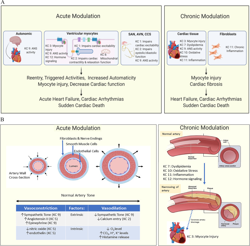 Figure 2A is a scientific illustration having two parts, namely, Acute modulation and Chronic modulation. In Acute modulation, there are two steps. Step 1: Autonomic, including key characteristic 9: Autonomic nervous system activity with an icon of a brain and heart; Ventricular myocytes, including key characteristic 3: Myocyte injury, key characteristic 9: Autonomic nervous system activity, key characteristic 12: Hormone signaling, key characteristic 1: impairs cardiac excitability, key characteristic 2: impairs cardiac contractility and relaxation, key characteristic 8: mitochondrial function; and sinoatrial node, avascular necrosis, and cardiac conduction system, including key characteristic 1: impairs cardiac excitability, key characteristic 2: impairs systolic and diastolic function, and key characteristic 9: Autonomic nervous system activity leads to Reentry, triggered activities, increased automaticity and myocyte injury and decreased cardiac function. Step 2: Reentry, triggered activities, increased automaticity and myocyte injury and decreased cardiac function leads to Acute heart failure, cardiac arrhythmias, and sudden cardiac death. In Chronic Modulation, there are two steps. Step 1: Cardiac tissue, including key characteristic 3: myocyte injury, key characteristic 7: dyslipidemia, key characteristic 9: Autonomic nervous system activity, key characteristic 10: Oxidative stress, key characteristic 11: inflammation with an icon of a heart and fibroblasts, including key characteristic 11: chronic inflammation with an image of fibroblasts leads to Myocyte injury and cardiac fibrosis. Step 2: Myocyte injury and cardiac fibrosis leads to Heart Failure, Cardiac Arrhythmias, and Sudden cardiac death. Figure 2B is a scientific illustration having two parts, namely, Acute modulation and Chronic modulation. In Acute Modulation, there are three scientific images of a cross-sectioned artery. The first image depicts the artery wall in cross section with arrows indicating constriction. The second image depicts the different layers of the artery. The outermost layer of the artery is known as fibroblasts and nerve endings, the center layer of the artery is known as smooth muscle cells, the innermost layer of the artery is known as endothelial cells, and the core of the artery is the lumen. The third image is an expanded image of the artery with arrows indicating dilation. Below, a tabular representation titled Normal Artery Tone has two rows and three columns, namely, Vasoconstriction, Factors, and Vasodilation. In Chronic Modulation, there are two steps. Step 1: Normal artery, including two scientific illustrations of an artery. The first image depicts the internal section of an artery labeled normal blood flow and the outer layer is labeled artery wall. The second image depicts the artery labeled artery cross-section and the outer layer of the artery is labeled artery wall. The normal artery includes key characteristic 7: Dyslipidemia, key characteristic 10: Oxidative Stress, key characteristic 11: Inflammation, and key characteristic 12: hormone signaling. Step 2: Narrowing of artery, including two scientific illustrations of an artery. The first image depicts the innermost layer and is labeled abnormal blood flow and the layer under the outer layer is labeled plaque. Due to Coronary artery blockage, key characteristic 3: Myocyte injury occurs with an icon of a heart. The second image of the artery depicts the inner part of the artery which is divided into two parts, namely, narrowed artery and plaque.