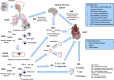 Figure 3 is a scientific illustration that has five steps. Step 1: Inhalation, fine particulate matter pointing toward the illustration of a human head and lungs. The lungs depict the main bronchi, bronchi, bronchioles, alveolar sacs, and alveolar capillaries. The response in the lungs depicts Hydrogen peroxide, Hydroxide, Peroxynitrite, reactive oxygen species, neutrophils, and macrophages, which induces oxidative stress and causes inflammation which leads to blood vessels. Step 2: Blood Vessels. The response in systemic circulation depicts Hydrogen peroxide, Hydroxide, Peroxynitrite, reactive oxygen species, interleukin-1 lowercase beta with an arrow pointing up, interleukin-6 with an arrow pointing up, tumor necrosis factor lowercase alpha with an arrow pointing up, and monocytes, neutrophils, C-reactive protein with an arrow pointing up, key characteristic 10 causes inflammation. Step 3: Inhalation leads to the Central nervous system with an icon of a brain with key characteristic 9 modifies autonomic nervous system activity to heart and vasculature, secondary to sensory nerve activation in the lung. Step 4: Blood Vessels and Central nervous system lead to key characteristic 12 alters hormone signaling, including hypothalamic pituitary adrenal axis, hypothalamic pituitary thyroid axis, renin-angiotensin system, and insulin and glucose homeostasis, vasodilation, where key characteristic 5 impacts endothelial and vascular function, impaired artery, normal artery, causes dyslipidemia, low-density lipoprotein with an arrow pointing up, high-density lipoprotein with an arrow pointing up, triglycerides with an arrow pointing up, and key characteristic 6 alters hemostasis, platelets with an arrow pointing up, von Willebrand factor with an arrow pointing up, and fibrinogen with an arrow pointing up. Step 5: Step 4 leads to modifies autonomic nervous system activity with an image of a heart, with modified autonomic nervous system activity to heart and vasculature. The following information is given: Clinical outcomes are ischemic heart disease, stroke, and heart failure.
