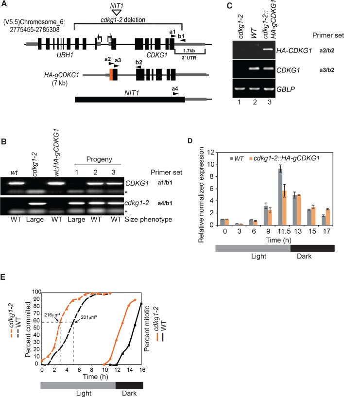 Figure 1—figure supplement 1.