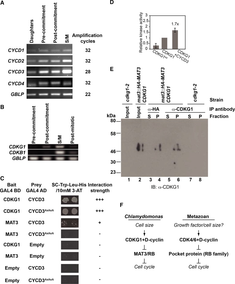 Figure 3—figure supplement 1.