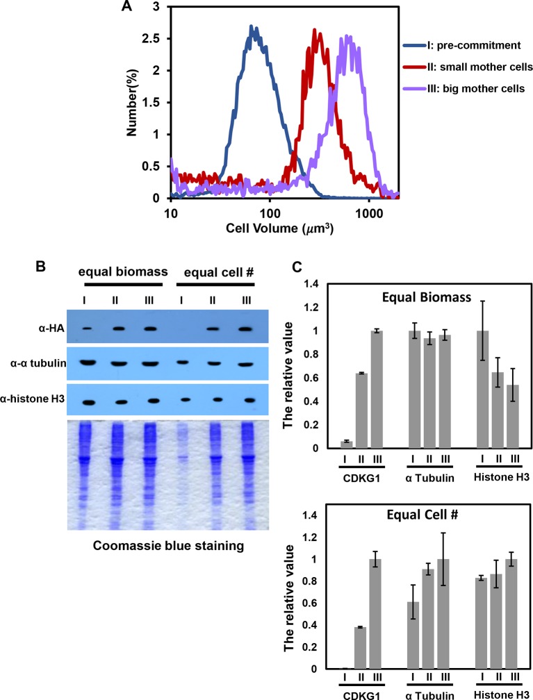 Figure 4—figure supplement 2.