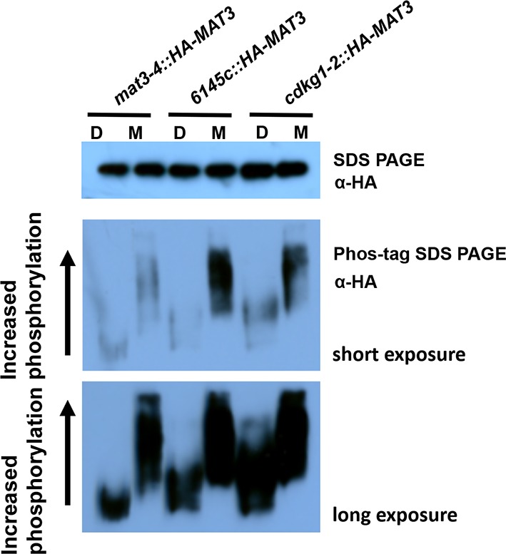 Figure 3—figure supplement 2.