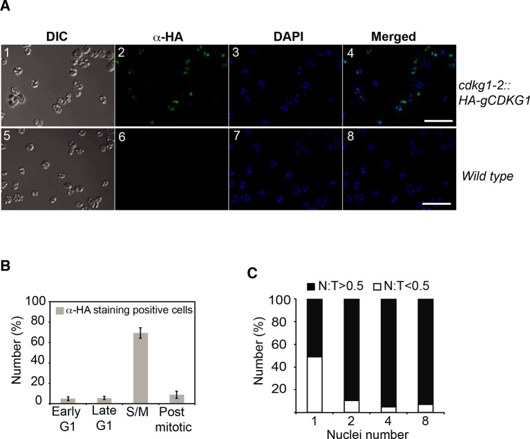 Figure 5—figure supplement 1.