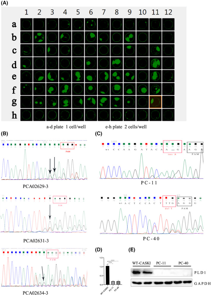 FIGURE 1