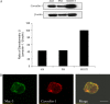 <b>Figure 1.</b>