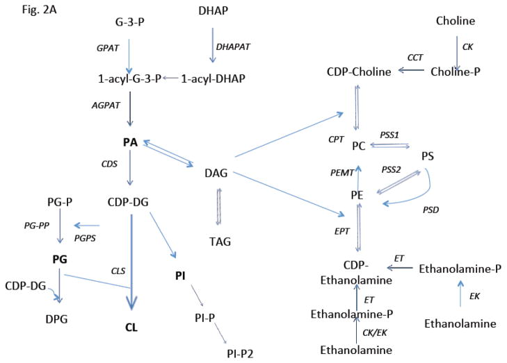 Fig 2