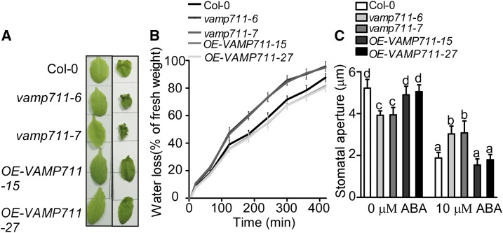 Figure 5.