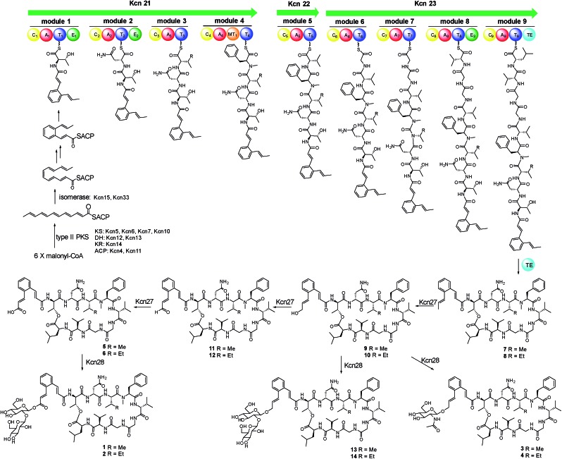 Scheme 2