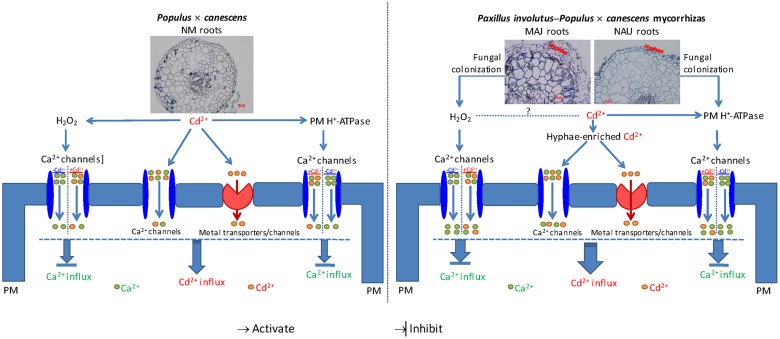 FIGURE 12