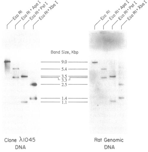 graphic file with name pnas01033-0197-a.jpg