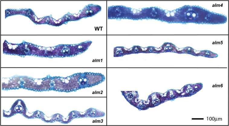 Fig. 5.