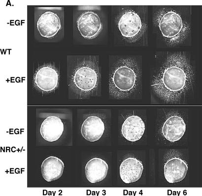 FIG. 6.