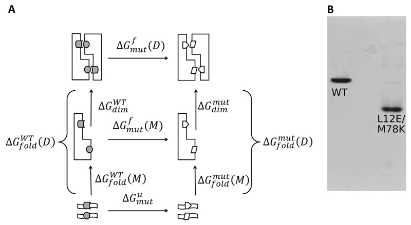 Fig. 8