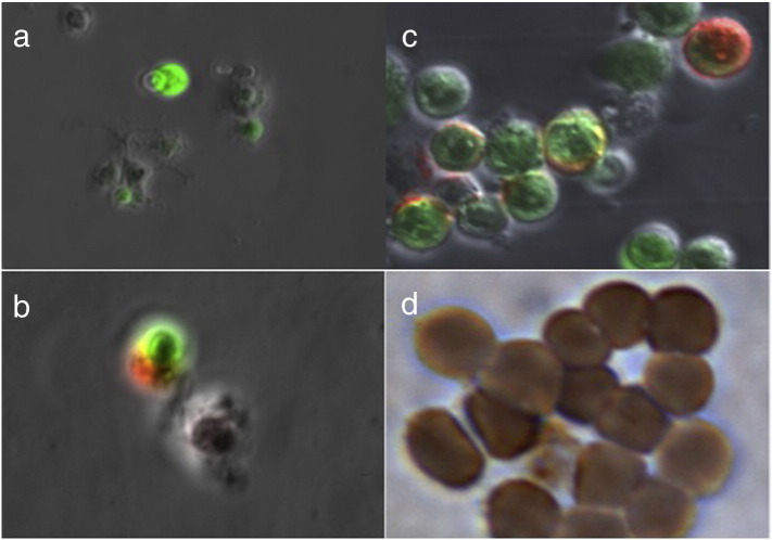 Fig. 2